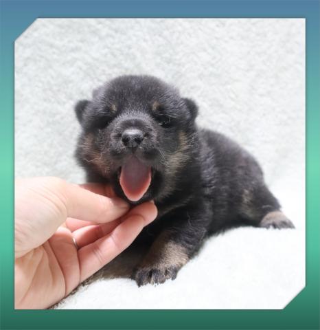 柴犬