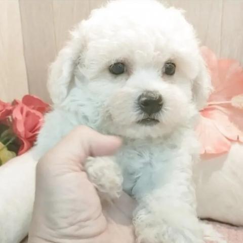 ビションフリーゼの写真6