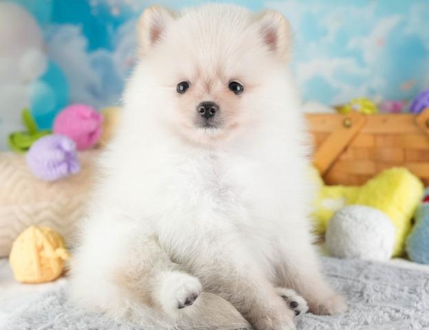 ポメラニアンの写真6