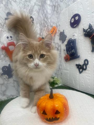 スコティッシュフォールドの写真2