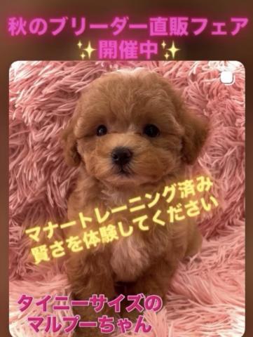 MIX【秋のブリーダー直販フェア開催中】マルプーmix犬💕おトイレを覚えた賢い子💕お問い合わせ13件入ってます✨