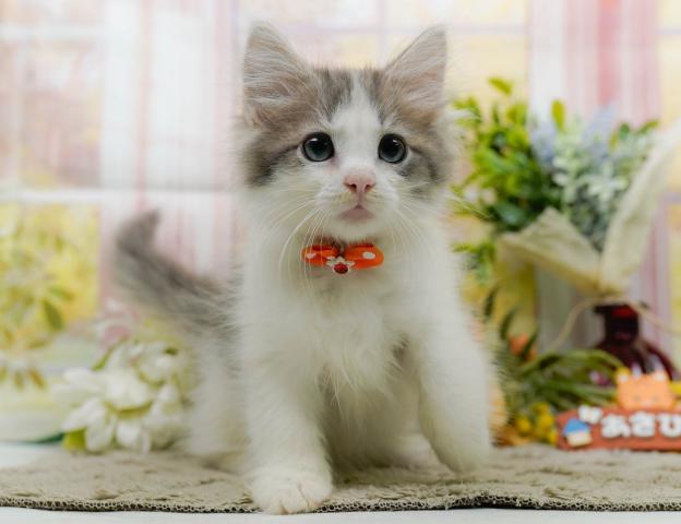ノルウェージャンフォレストキャットの写真5