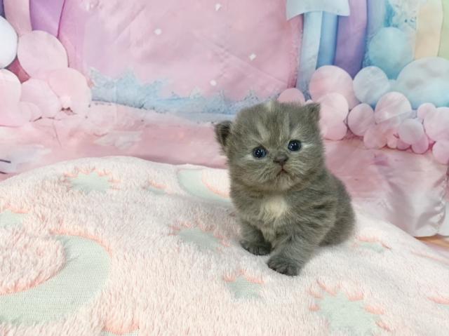 マンチカンの写真3