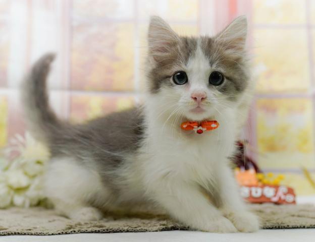 ノルウェージャンフォレストキャットの写真4