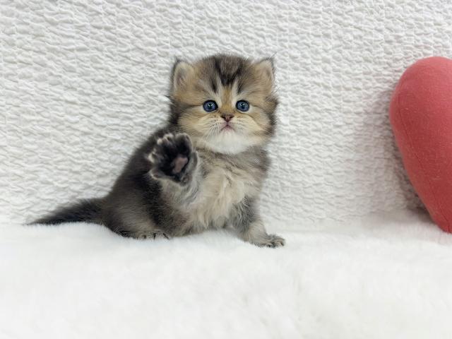 マンチカンの写真2