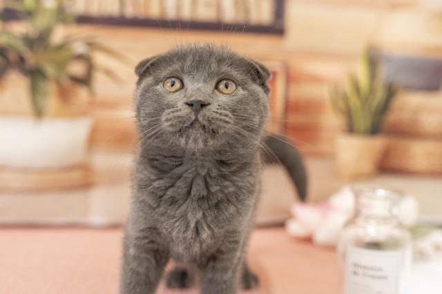 スコティッシュフォールドの写真5