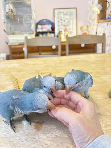 オキナインコの写真3