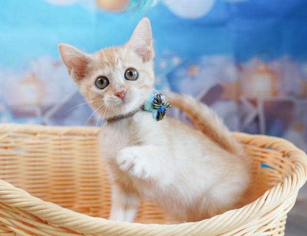 マンチカンの写真5