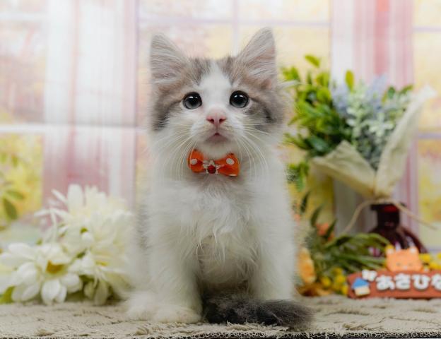 ノルウェージャンフォレストキャットの写真3