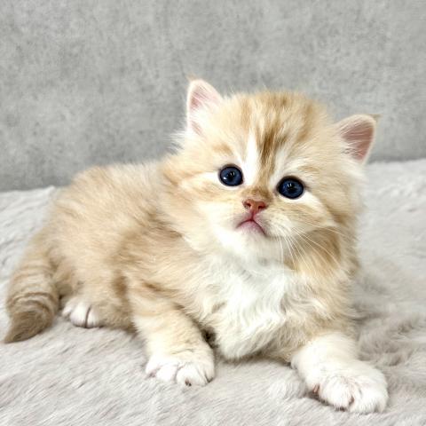 サイベリアンの写真3