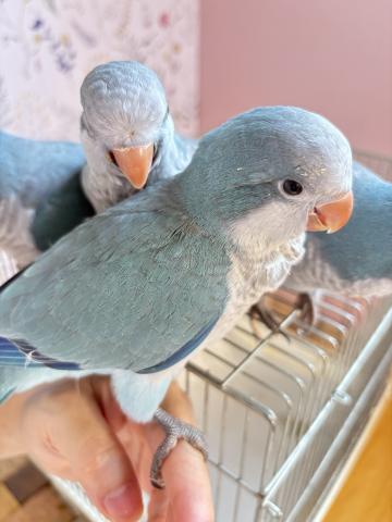 オキナインコの写真5