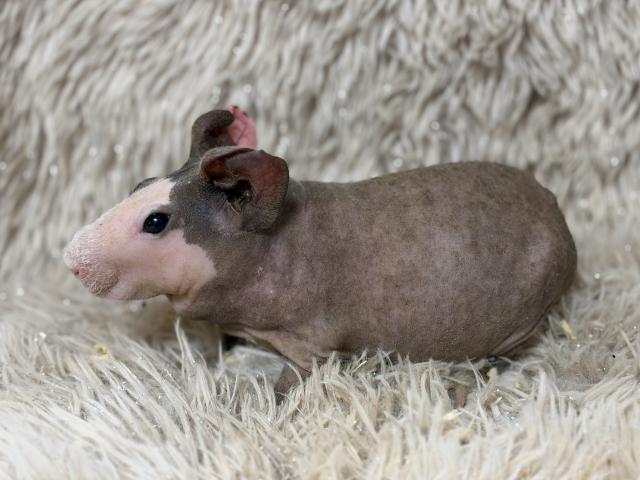 モルモット スキニーギニアピッグの写真3