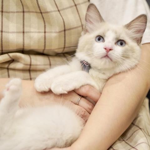 ラグドールの写真4