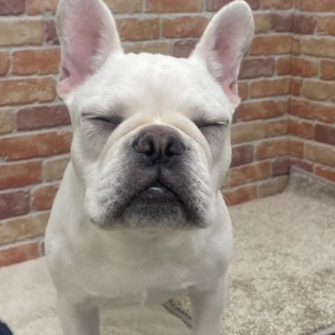 フレンチブルドッグの写真6