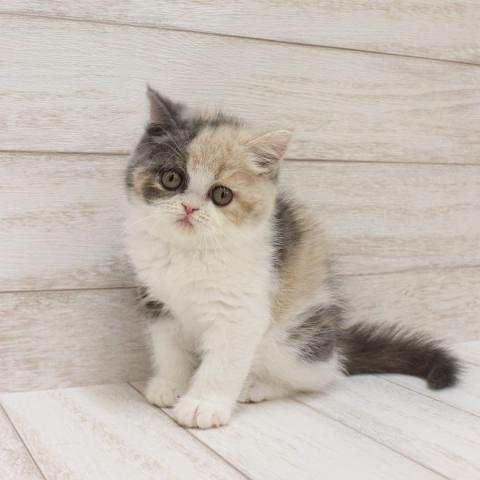 エキゾチックショートヘアー