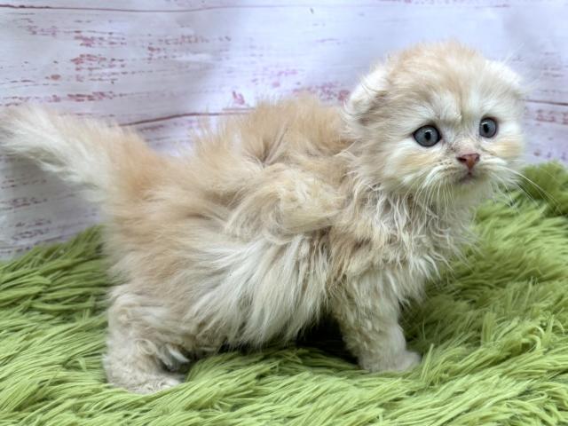 スコティッシュフォールドの写真3