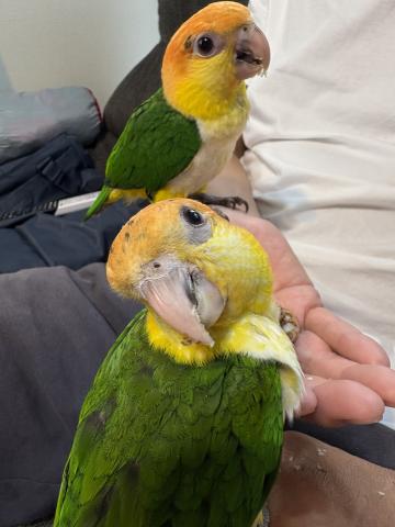 シロハラインコの写真3