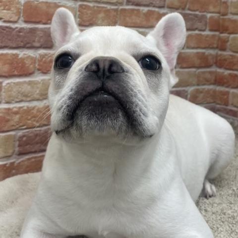 フレンチブルドッグの写真4