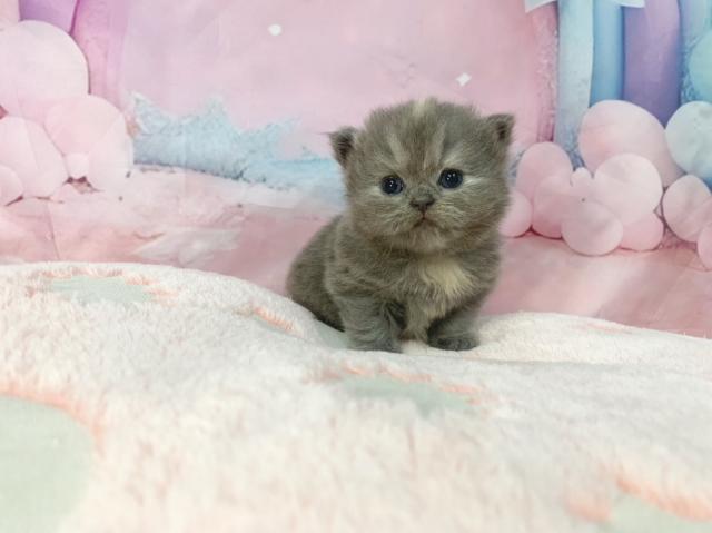 マンチカンの写真4