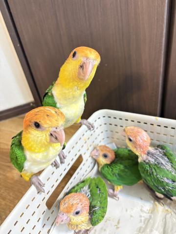 シロハラインコの写真6