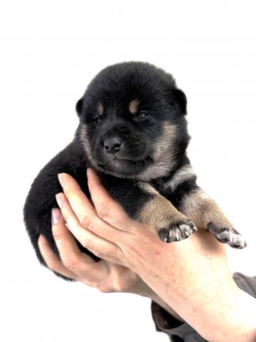 柴犬