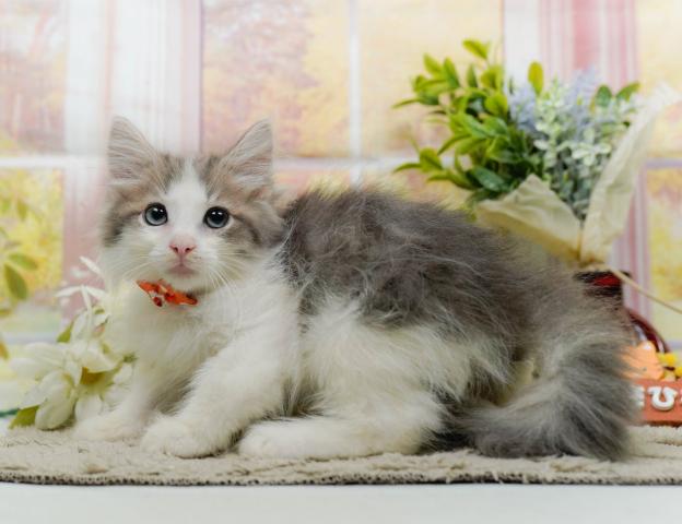 ノルウェージャンフォレストキャットの写真2
