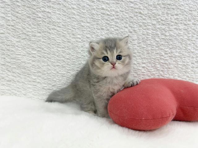 マンチカンの写真4