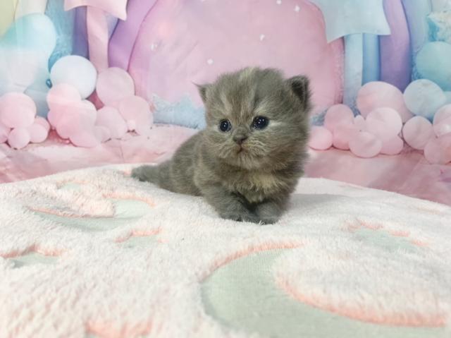 マンチカンの写真6