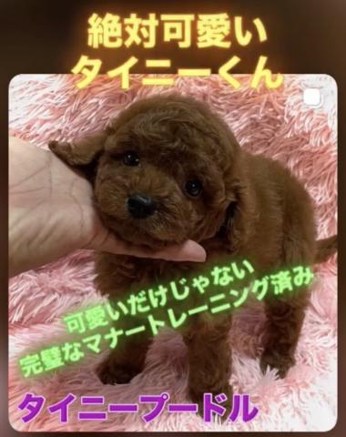 トイプードル【秋のブリーダー直販フェア開催中】タイニーサイズのトイプードルくん💕おトイレを覚えた賢い子💕お問い合わせ15件入ってます✨
