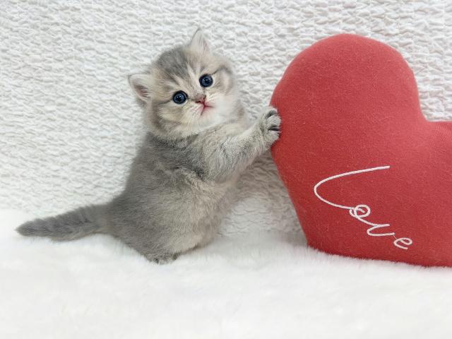 マンチカンの写真6