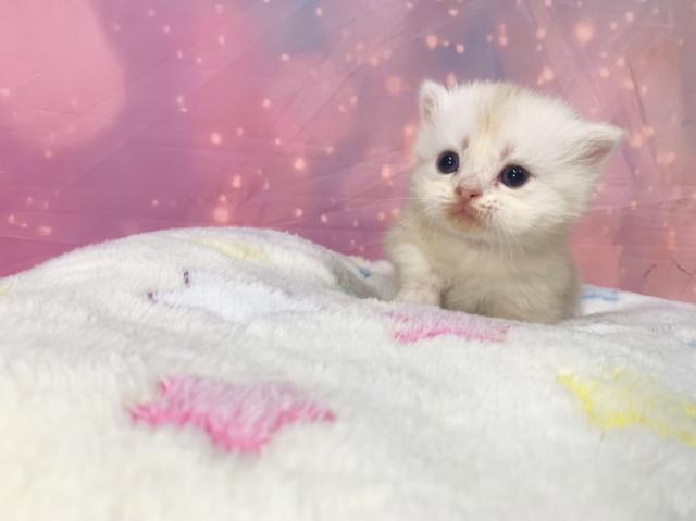 マンチカンの写真4