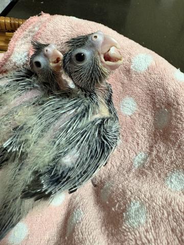 オカメインコ
