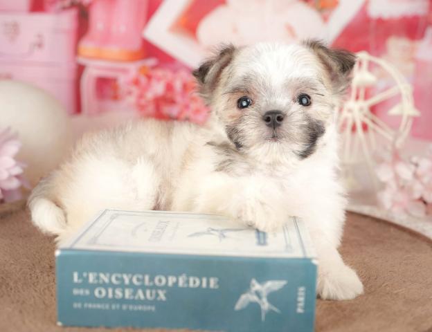 チワマルの写真6