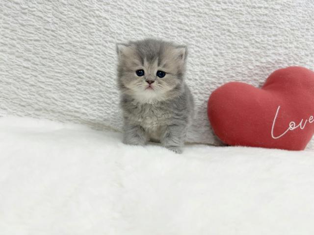 マンチカンの写真2