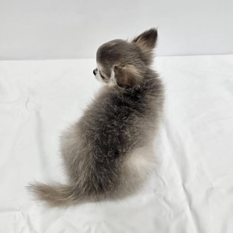 チワワ（ロングコート）の写真6