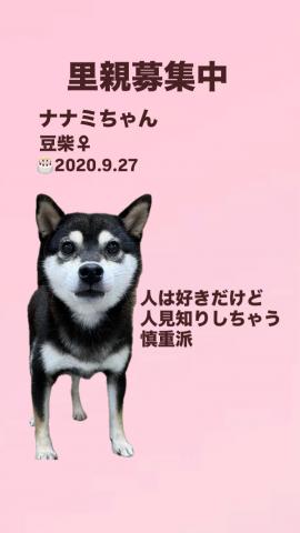 豆柴