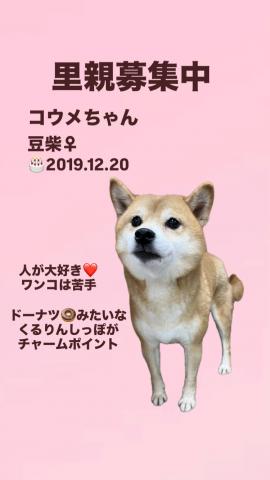 豆柴