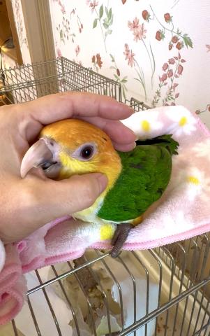 シロハラインコの写真5