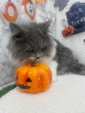 ノルウェージャンフォレストキャットの写真4