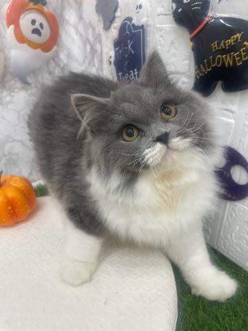 ノルウェージャンフォレストキャットの写真2