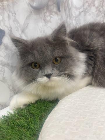 ノルウェージャンフォレストキャットの写真3