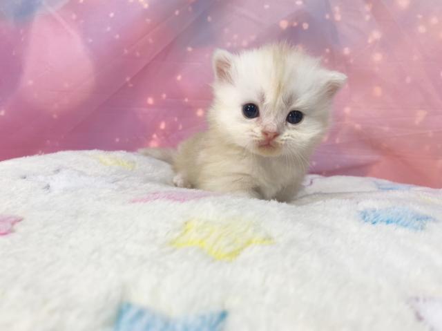 マンチカンの写真5