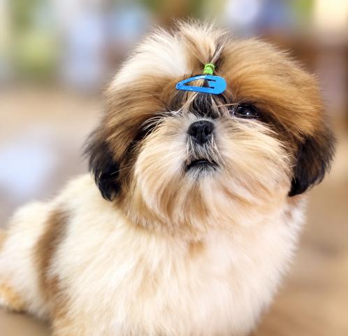 シーズー♪ななっちママ’の次男くん