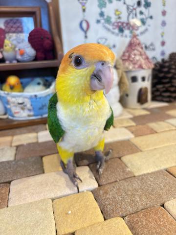 シロハラインコの写真4