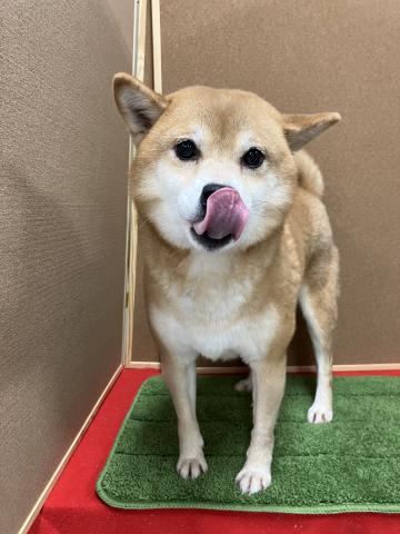豆柴の写真3