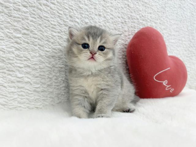 マンチカンの写真3