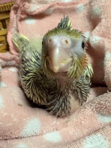 オカメインコ