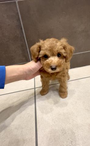 トイプードルタイニープードルの写真3