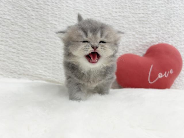 マンチカンの写真6