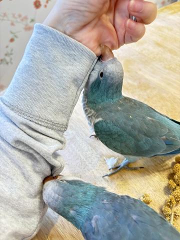 オキナインコの写真4